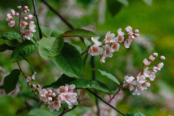 Padus Avium Colorata Jarní Zahradě Kvetoucí Větve Padu Přirozeném Pozadí — Stock fotografie