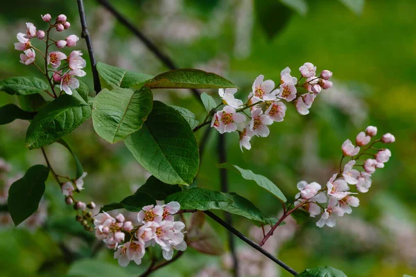 Padus Avium Colorata Voorjaarstuin Bloeiende Takken Van Padus Een Natuurlijke — Stockfoto