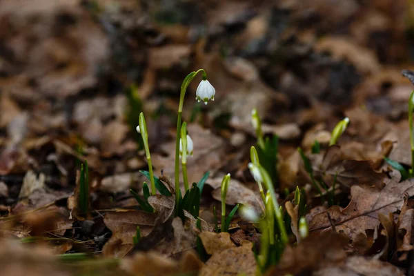 stock image Snowdrop spring flowers. Delicate Snowdrop flower is one of the spring symbols. Early flowering bulbous plants in the spring garden or forest, Park. The natural background.