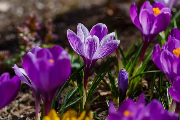 Bahar bahçesinde mor timsahlar. 