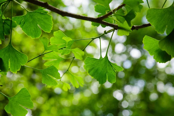 Ginkgo Biloba的叶子 重新安置银杏树 药用植物 带银杏的绿色背景 — 图库照片