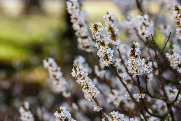 Ramas Flores Blancas Daphne Mezereum — Foto de Stock