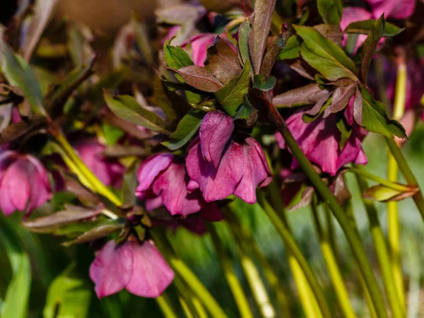 Fastenrose Helleborus Caucasicus Frühlingsgarten Helleborus Abchasicus — Stockfoto