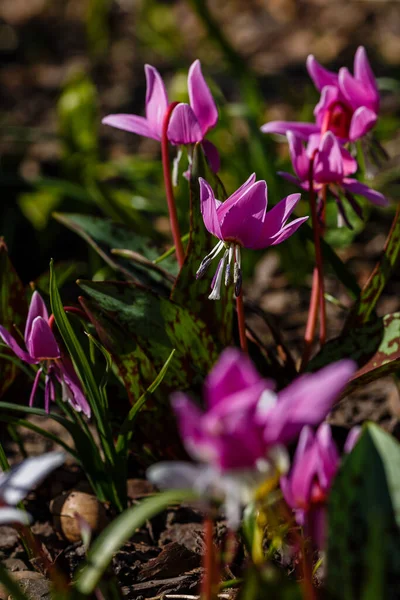Erythronium Sibiricum Spring Garden Erythronium Dens Canis Dog Tooth Violet — Stock Photo, Image