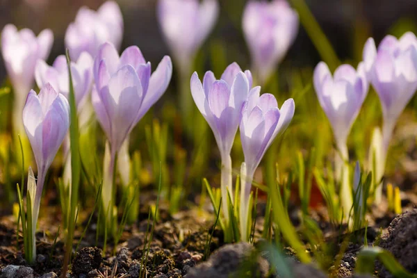 Cruci Violet Într Grădină Primăvară — Fotografie, imagine de stoc