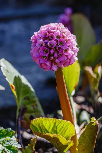 Flower Bergenia Spring Garden — Stock Photo, Image