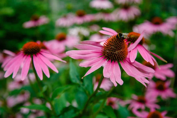 Ροζ Allium Sphaerocephalon Στον Κήπο Μέλισσα Ένα Λουλούδι — Φωτογραφία Αρχείου