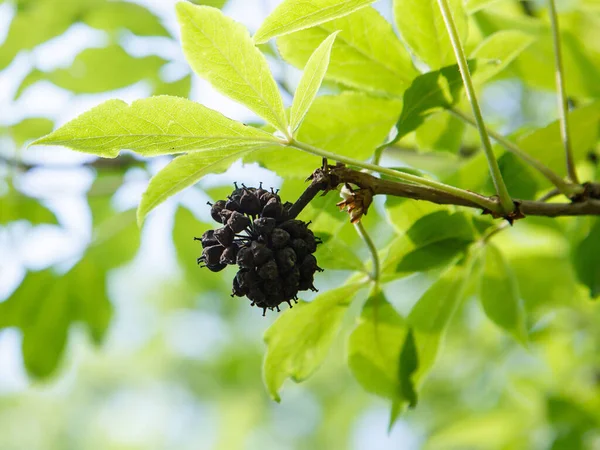 Acanthopanax Senticosus Siberian Ginseng Eleutherococcus Senticosus Berry Στο Δέντρο — Φωτογραφία Αρχείου