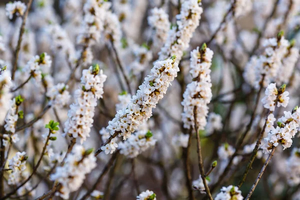 Ramas Flores Blancas Daphne Mezereum — Foto de Stock