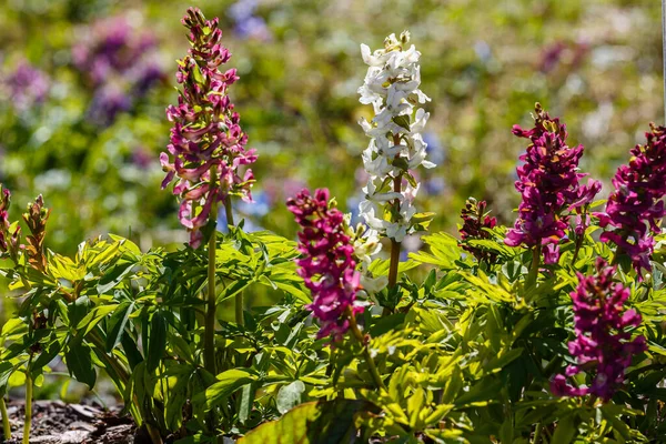 Raiz Oca Corydalis Cava Corydalis Cava Flores Primavera Flores Corydalis — Fotografia de Stock