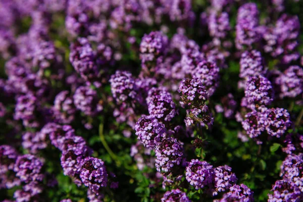 花斑百里香 Thymus Serpyllum 以野生百里香的紫色花朵为背景的遮掩 — 图库照片