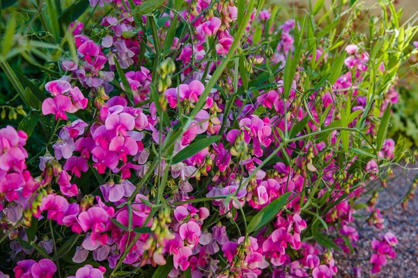 花园里的百里香花 绿色背景的甜豌豆花 — 图库照片