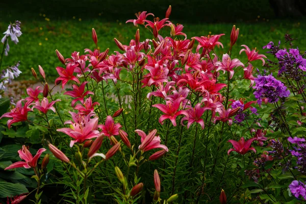 Цветы Желтой Лилии Lilium Bulbiferum Саду — стоковое фото