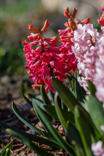 Hyacinthus Rose Fleurit Dans Jardin Printemps Sur Beau Fond Printemps — Photo