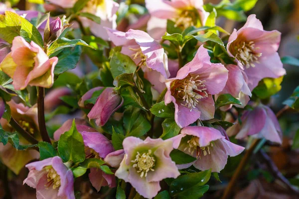 Bahar Bahçesinde Hellebore Abhazian Sıralama Braun — Stok fotoğraf