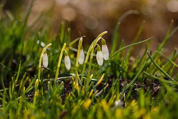 Flores Jardim Primavera Gota Neve Ommon Snowdrop Galanthus Nivalis Flores — Fotografia de Stock