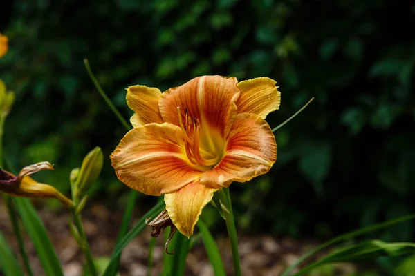 Όμορφο Λουλούδι Daylily Στον Κήπο Καλοκαίρι Πολυετές Φυτό Daylily Hemerocallis — Φωτογραφία Αρχείου
