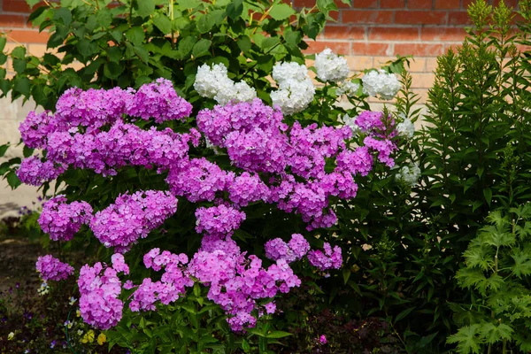 Gyönyörű Virágok Phlox Paniculata Virágzó Faágak Kertben — Stock Fotó