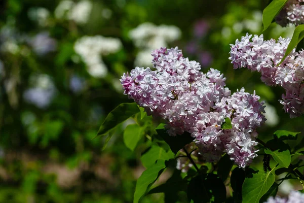 Сирень Syringa Vulgaris Цветущая Весеннем Саду Розовый Сирень Естественном Фоне — стоковое фото