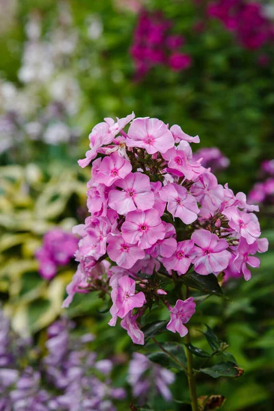 Piękne Kwiaty Phlox Paniculata Kwitnące Gałęzie Floksu Ogrodzie — Zdjęcie stockowe