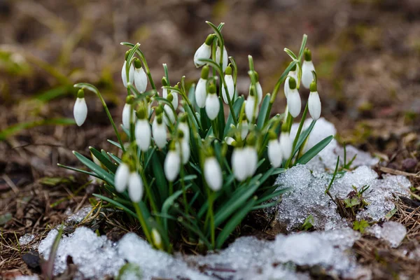 Kwiaty Kropelki Śniegu Galanthus Nivalis Wiosną Pierwsze Opady Śniegu Pośród — Zdjęcie stockowe