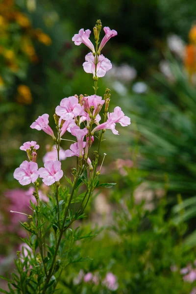 Incarvillea Olgae Regel Garden Herbaceous Plant Incarvillea Incarvillea Member Bignoniaceae — Stock Photo, Image