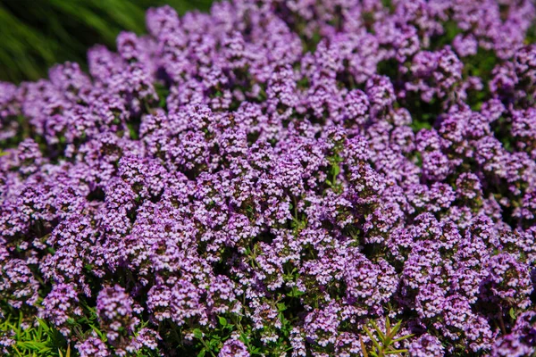 Blommande Bryggeritimjan Thymus Serpyllum Närbild Lila Blommor Vild Timjan Sten — Stockfoto