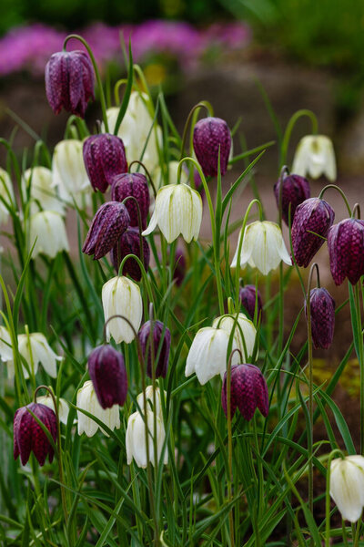 Fritillaria meleagris flowers growing in park