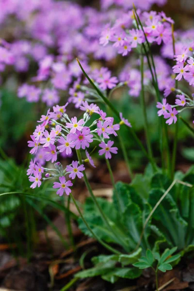 Primula Farinosa Dans Jardin Printemps — Photo