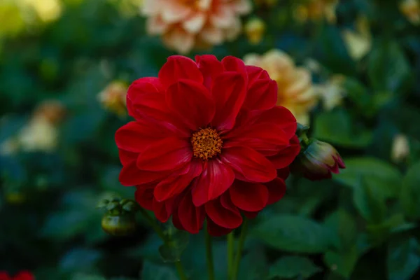 Цветок Однолетних Георгины Саду — стоковое фото