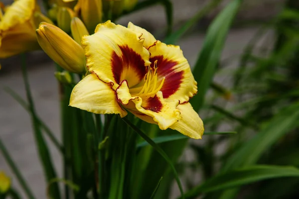 Όμορφα Λουλούδια Στον Κήπο Καλοκαίρι Πολυετείς Κρίνοι Φυτών Hemerocallis Στο — Φωτογραφία Αρχείου