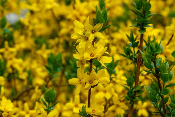 Border Forsythia Ornamental Deciduous Shrub Garden Origin Yellow Forsythia Flowers — Stock Photo, Image