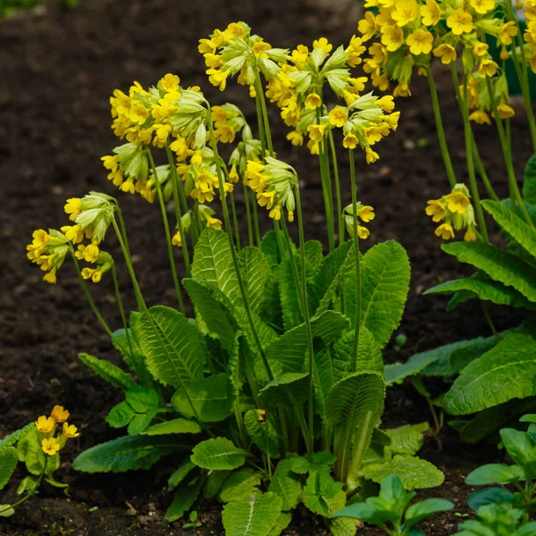 Primula Veris Primula Officinalis Primula Rendezvouses Plantas Jardín Primavera Colina —  Fotos de Stock