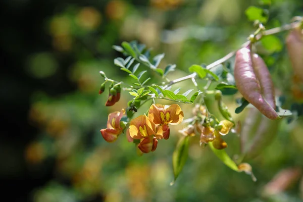 Colutea Arborescens Garden Bright Orange Flowers Seeds — Stock Photo, Image