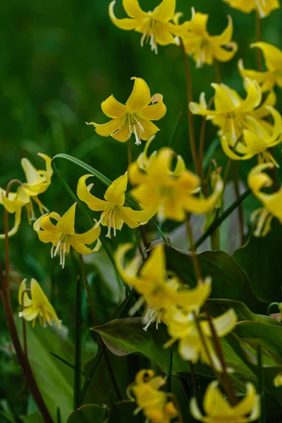 Yellow Flowers Erythronium Spring Garden Perennial Herbaceous Bulbous Plant Genus — Stock Photo, Image