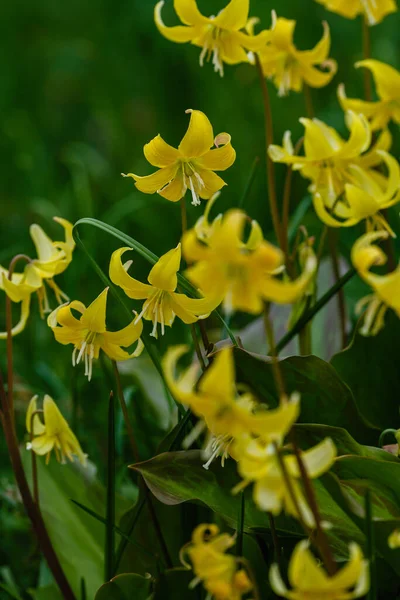 在春天的花园里开了一朵黄色的鳗鱼花 多年生草本球茎植物 百合属 山林早春星历表 — 图库照片