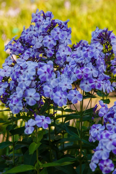 Красиві Квіти Флоксові Панікулати Квітучі Гілки Флокси Саду — стокове фото