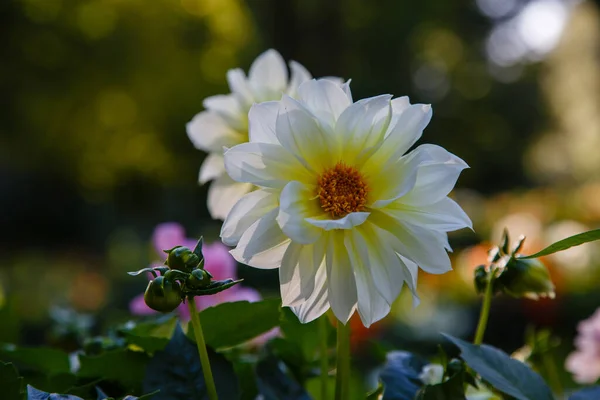 Blommor Ettã Riga Dahlior Trã Dgã Rden — Stockfoto