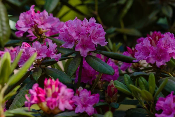 Rododendron Dauricum Wiosną — Zdjęcie stockowe