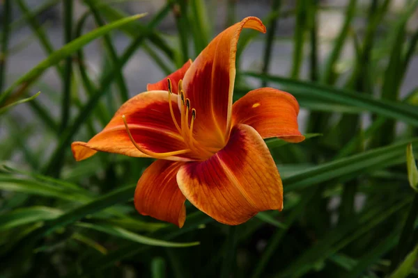 Прекрасна Квітка Лілії Саду Влітку Багаторічна Рослина Сонячна Лілія Гемерокалліс — стокове фото