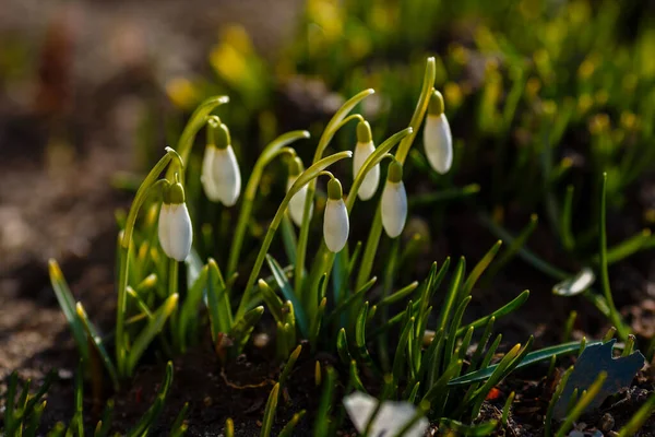 雪花春天花园的花朵 天然绿色背景的欧蒙雪花 Galanthus Nivalis — 图库照片