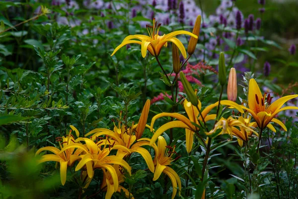 Цветы Желтой Лилии Lilium Bulbiferum Саду — стоковое фото