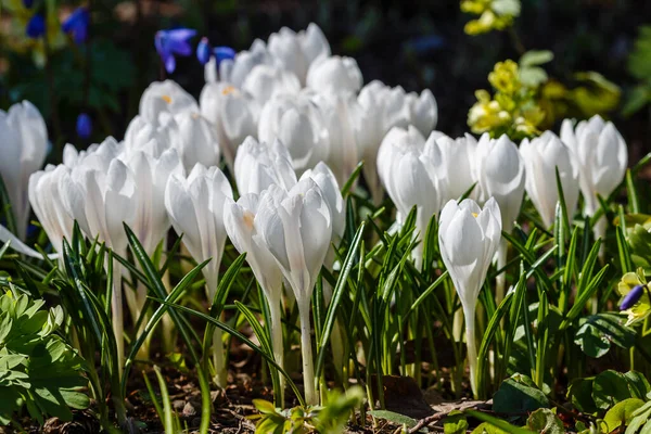 Białe Krokusy Wiosennym Ogrodzie — Zdjęcie stockowe