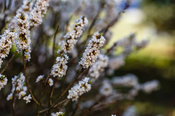 白ダフネ メゼレウムの花の枝 — ストック写真