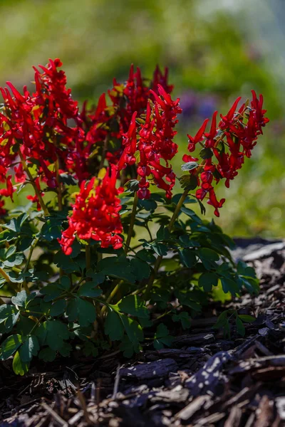 Hollowroot Corydalis Cava Corydalis Cava Red Spring Flowers Corydalis Closeup — Stock Photo, Image