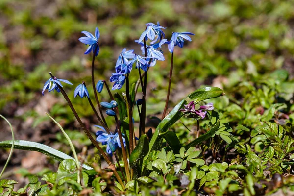 Bahar Bahçesinde Scilla Siberica — Stok fotoğraf