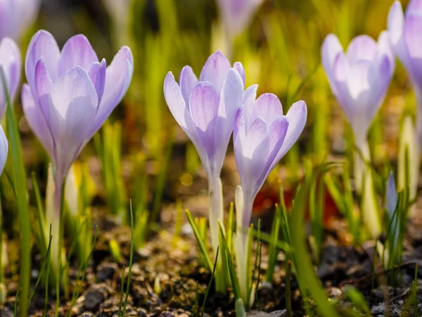 Cruci Violet Într Grădină Primăvară — Fotografie, imagine de stoc