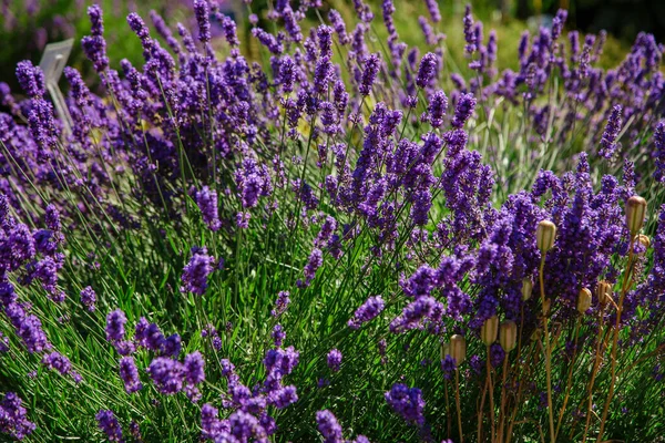 Flores Azuis Lavandula Fundo Natural Bela Vista Verão Com Flores — Fotografia de Stock