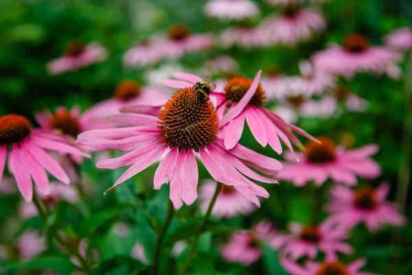 Růžový Allium Sphaerocephalon Zahradě Včela Kytce — Stock fotografie