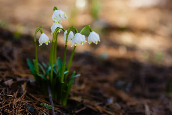 Leucojum Vernum Primavera Flor Branca Uma Planta Floração Precoce Que — Fotografia de Stock